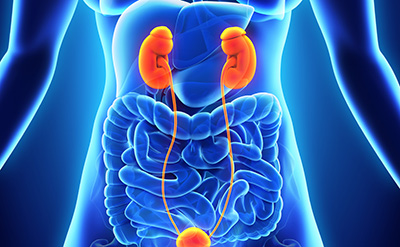 Female kidney anatomy