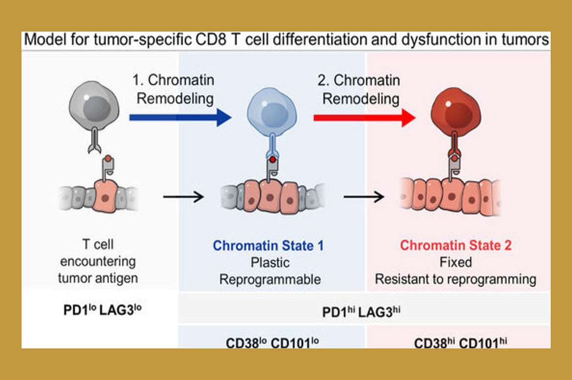 Model for tumor-specific CD8 T-cell differentiation and dysfunction in tumors