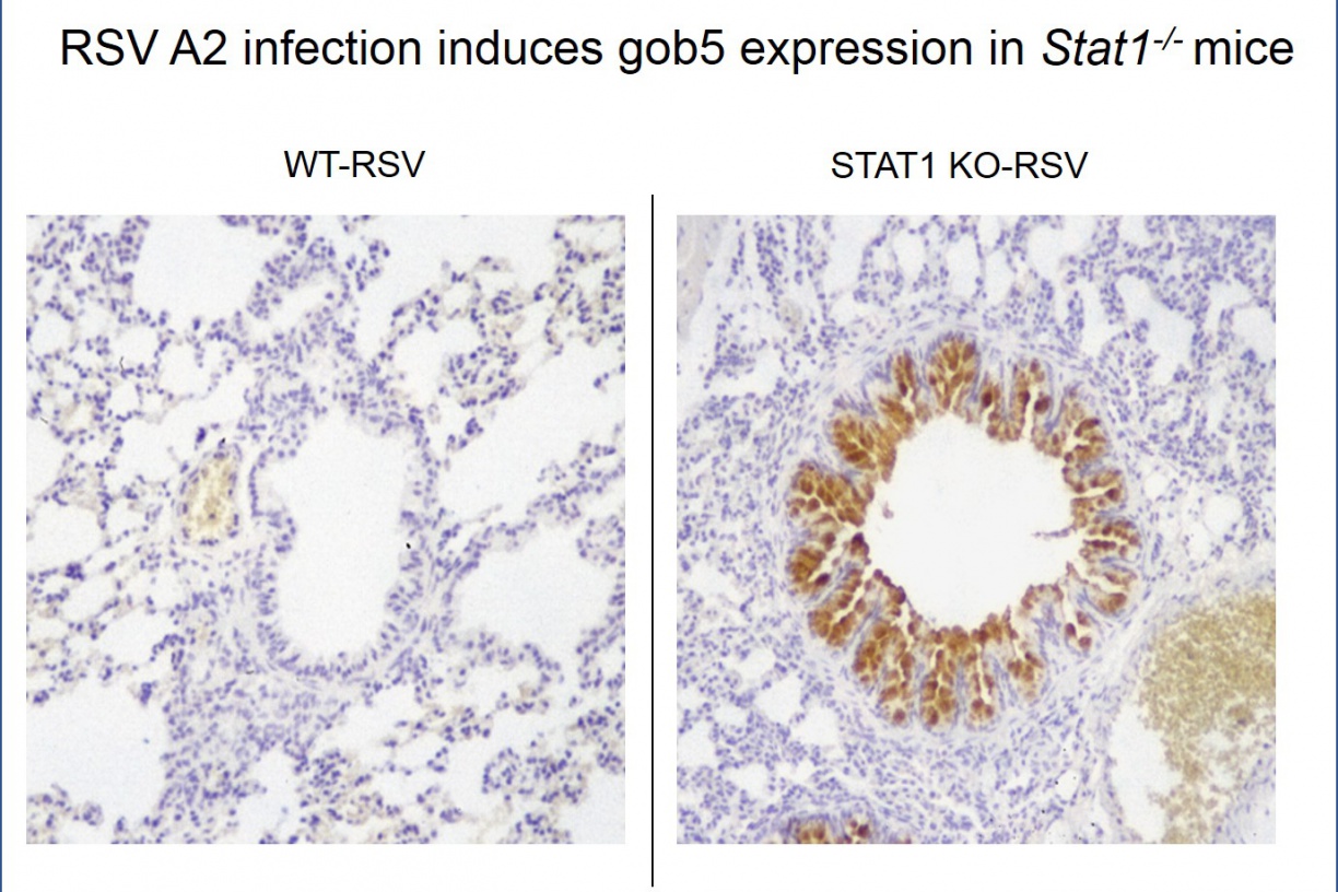 RSV A2 infection induces gob5 expression in Stat1-/- mice