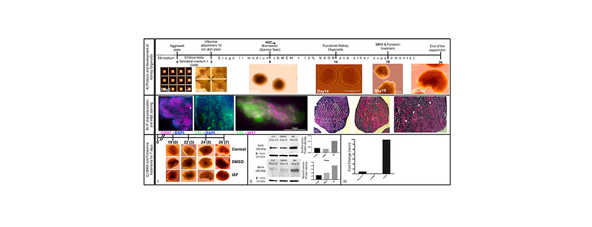 Gomez Lab Human induced pluripotent stem cells (iPSCs)