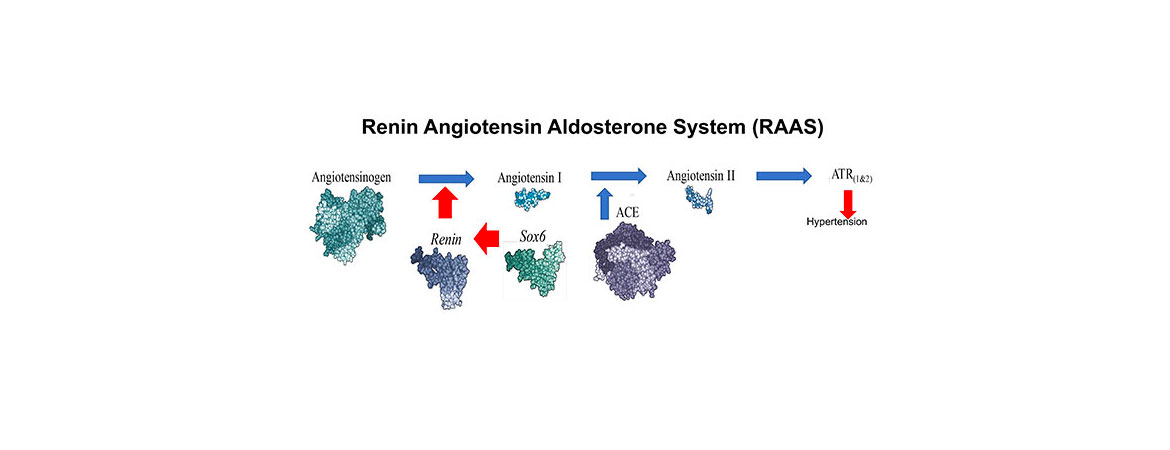GomThe Renin Angiotensin Aldosterone System (RAAS) ez Lab: 