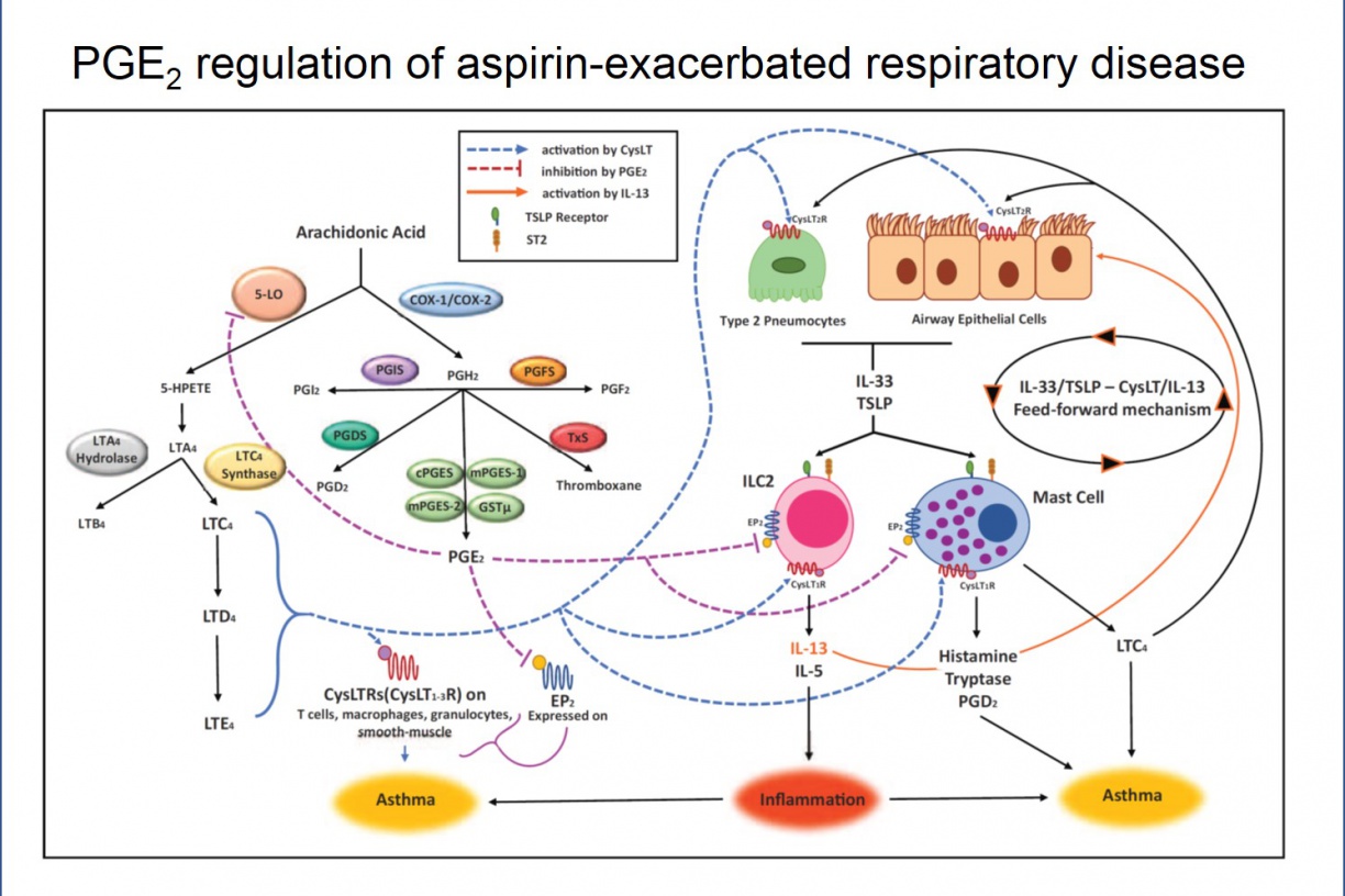 PGE2 regulation of aspirin-exacerbated respiratory disease