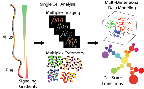 In vivo systems biology