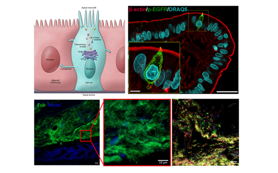 Microbiome-Sensing Cell types