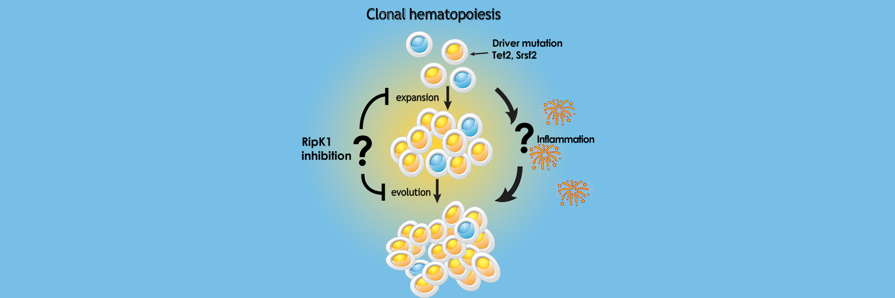 Clonal expansion