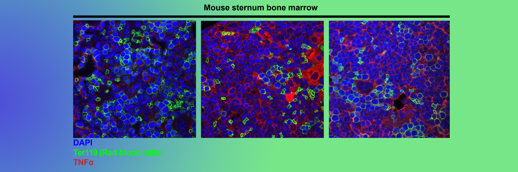 Mouse sternum bone marrow graphic