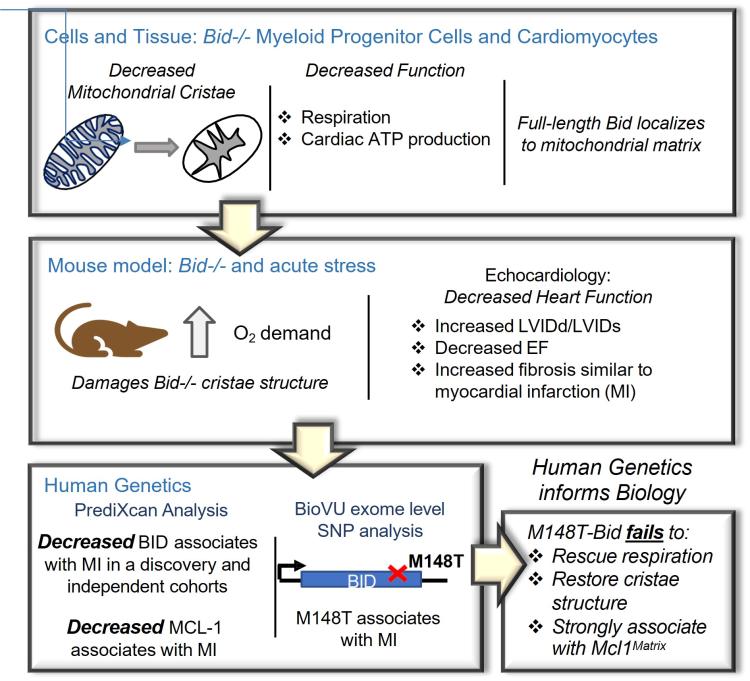 The role of inflammatory cell death on the microenvironment and its impact on hematopoiesis, bone marrow failure, and leukemogenesis