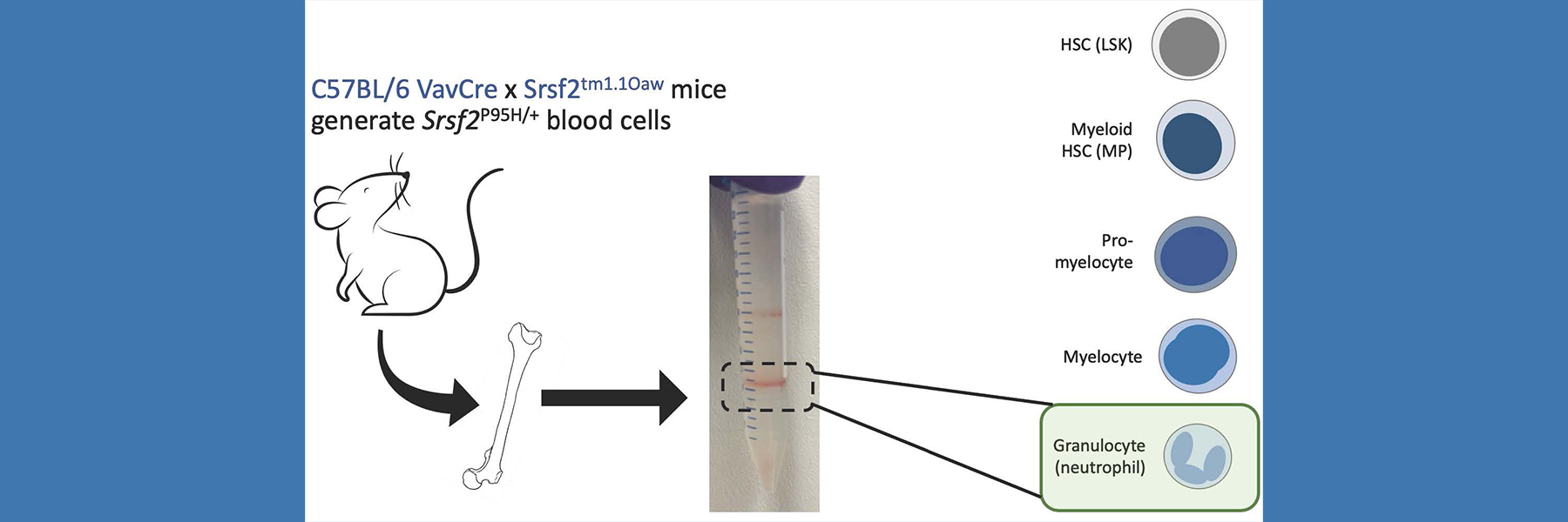 Zinkel lab study graphic