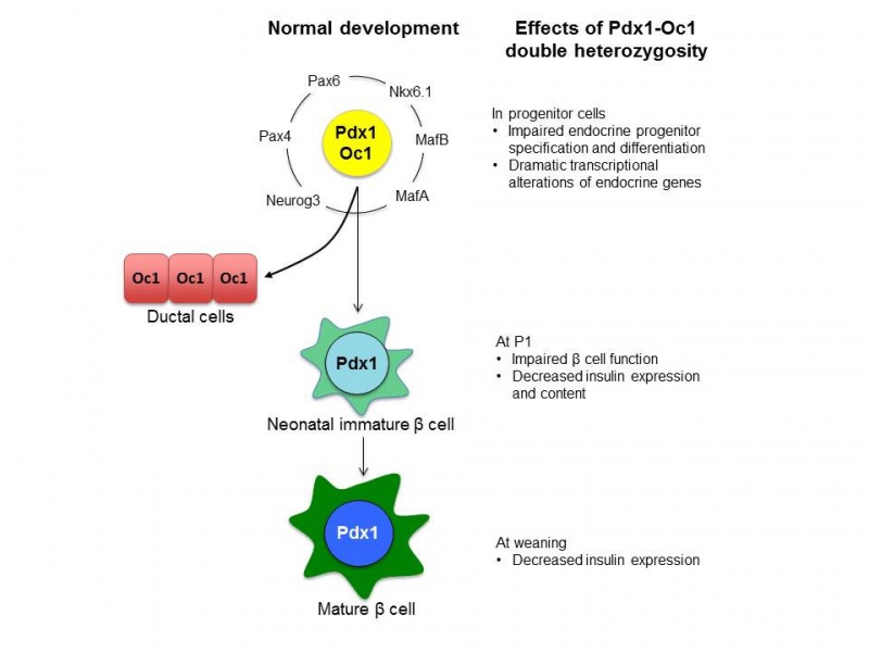 Fig-2_CTGF-Pathway.jpg