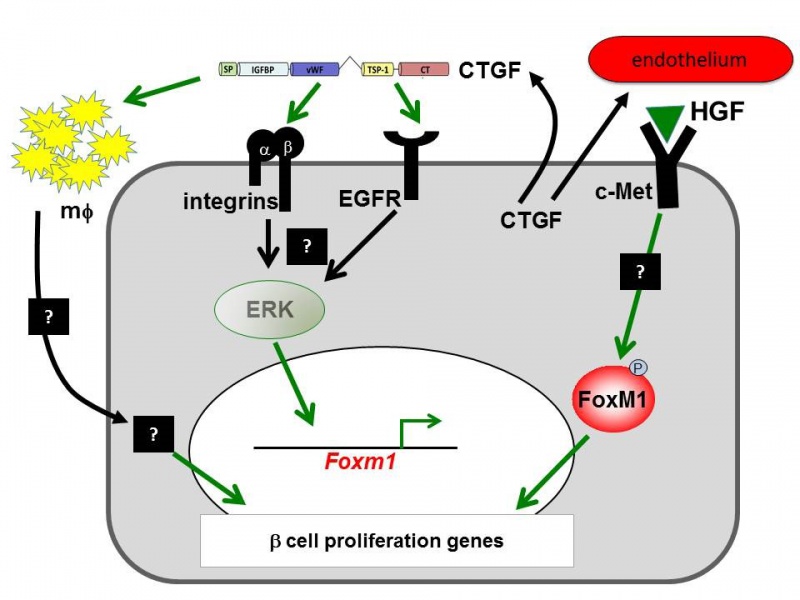 Fig-3_CTGF-Pathway.jpg