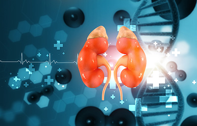 Kidney research on human DNA, cells and anatomy