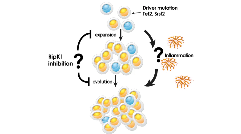 Clonal expansion