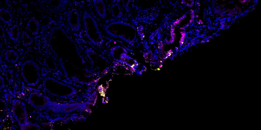 EBC research image